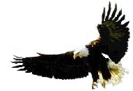 eagle5