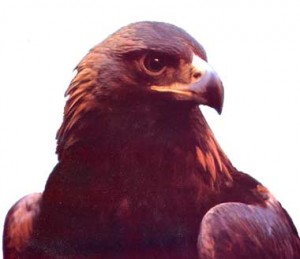 aquila