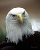 baldeagle1