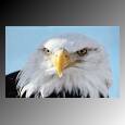 eagle1