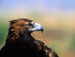 eagle15