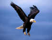 eagle16