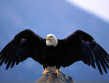 eagle18
