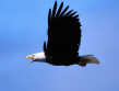 eagle19