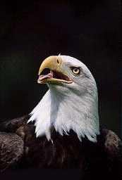 eagle2