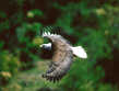 eagle20