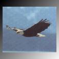 eagle3