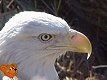 eagle6