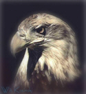 eagle7