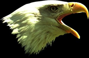 eaglebest