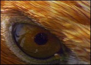 ep-eagle-eye